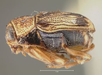 Media type: image; Entomology 8760   Aspect: habitus lateral view